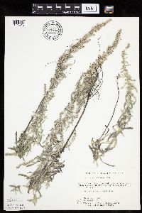 Artemisia ludoviciana image