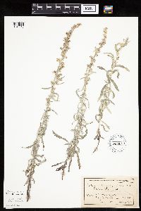 Artemisia ludoviciana image