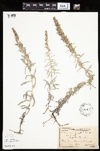 Artemisia ludoviciana image