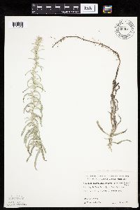 Artemisia ludoviciana image