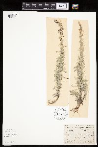 Artemisia ludoviciana image
