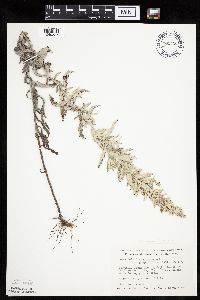 Artemisia ludoviciana image