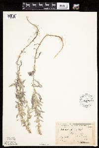 Artemisia ludoviciana image