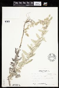 Artemisia ludoviciana image