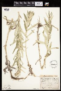 Artemisia ludoviciana image