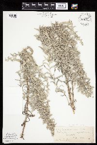 Artemisia ludoviciana image