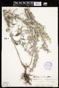 Artemisia ludoviciana image