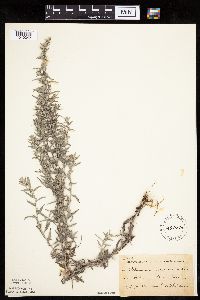 Artemisia ludoviciana image