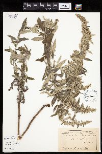 Artemisia ludoviciana image