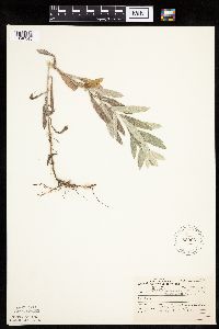 Artemisia ludoviciana image
