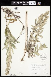 Artemisia ludoviciana image