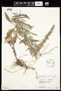 Artemisia ludoviciana subsp. ludoviciana image