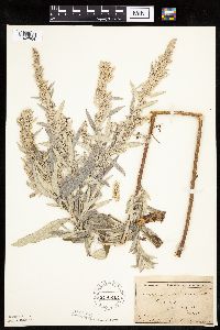 Artemisia ludoviciana image