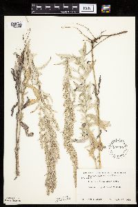 Artemisia ludoviciana image