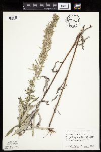 Artemisia ludoviciana image
