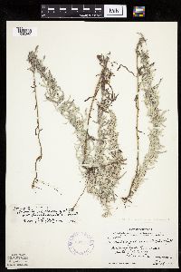 Artemisia ludoviciana subsp. ludoviciana image