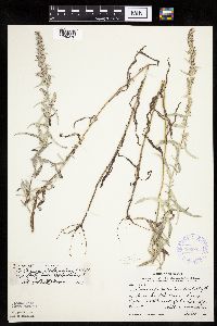 Artemisia ludoviciana image