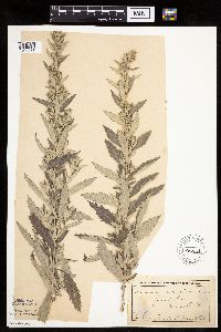 Artemisia ludoviciana image