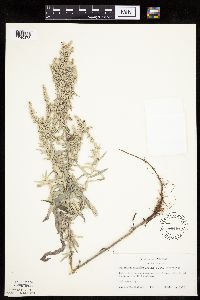 Artemisia ludoviciana subsp. ludoviciana image