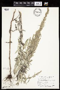 Artemisia ludoviciana image