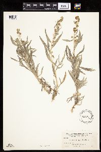 Artemisia ludoviciana image