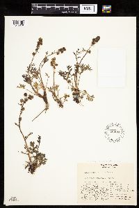 Artemisia norvegica image