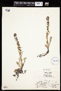 Artemisia norvegica image