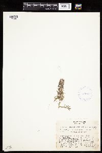 Artemisia norvegica image
