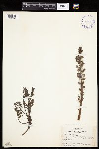 Artemisia norvegica image