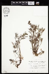 Artemisia norvegica image