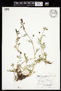 Artemisia norvegica image