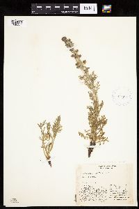 Artemisia norvegica image