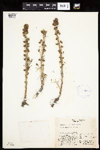 Media resource of Artemisia norvegica