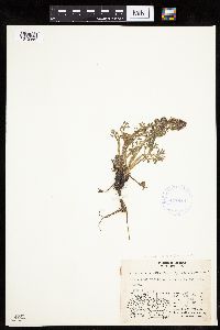 Artemisia norvegica image