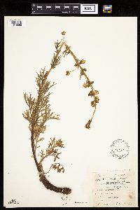 Artemisia norvegica image