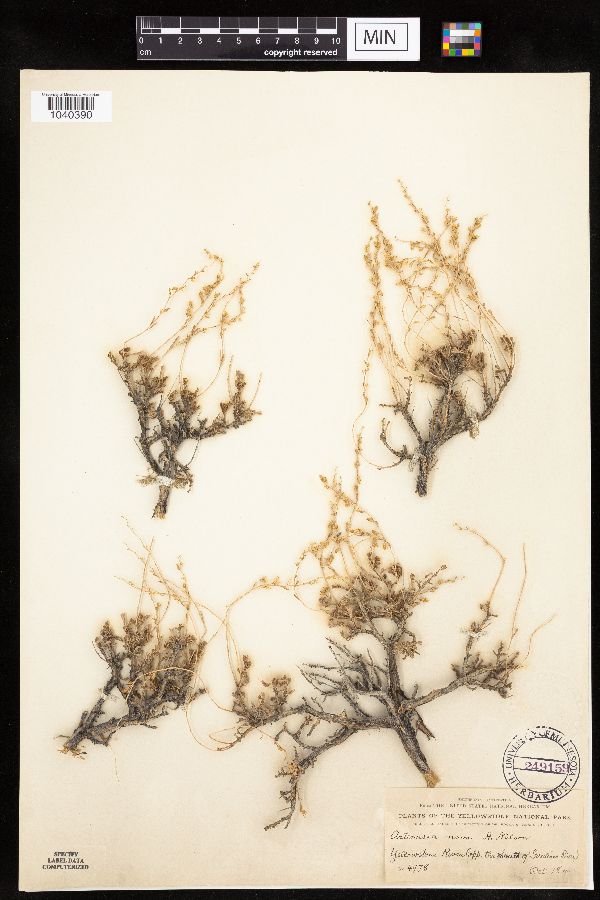 Artemisia nova image