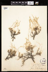 Media resource of Artemisia nova