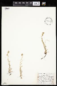 Media resource of Artemisia pattersonii