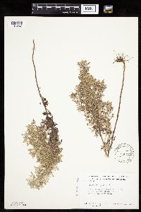 Image of Artemisia pontica