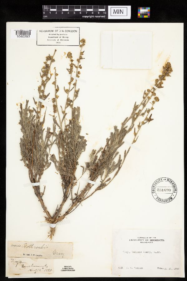 Artemisia rothrockii image