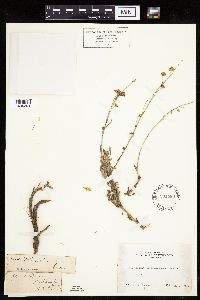 Media resource of Artemisia rothrockii