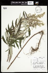 Artemisia serrata image