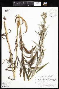 Artemisia serrata image