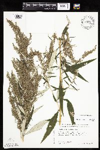 Artemisia serrata image