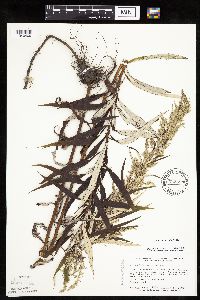 Artemisia serrata image