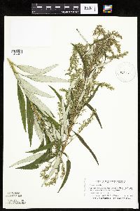 Artemisia serrata image