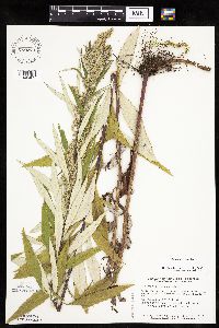 Artemisia serrata image