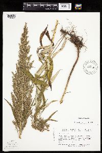 Artemisia serrata image