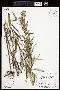 Artemisia serrata image