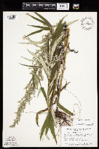 Artemisia serrata image